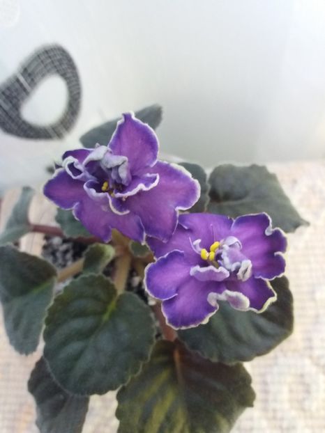 17 iunie - ZZ King s Treasure