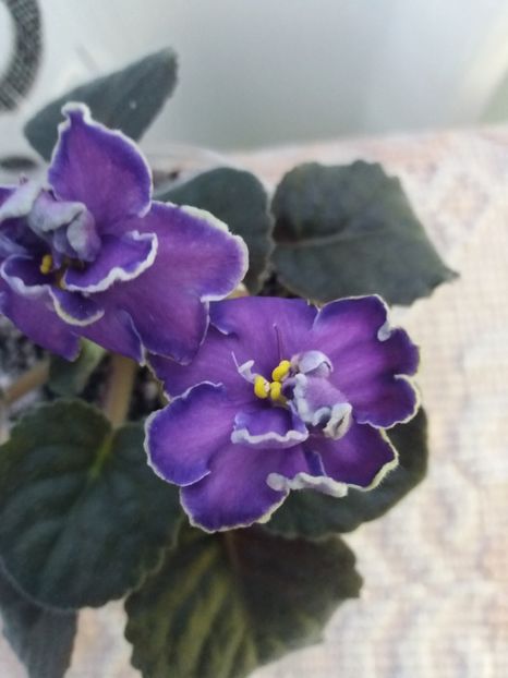 17 iunie - ZZ King s Treasure