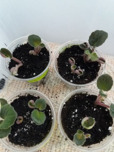 17 iunie - ZZ Lyon Midnight Waves