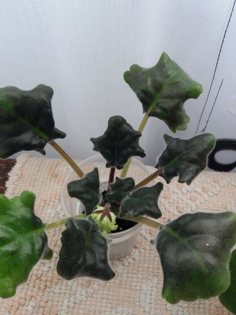 17 iunie - ZZ RS Lesnoe Kruzhevo