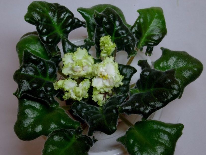 RS Lesnoe Kruzhevo poza net - ZZ RS Lesnoe Kruzhevo