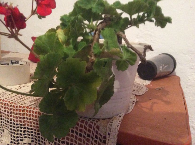  - Muscate de vanzare