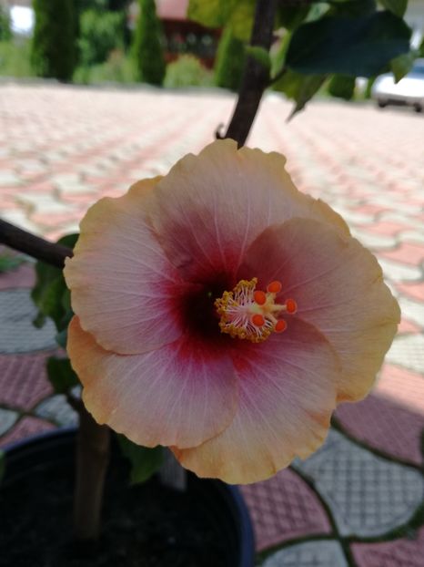  - 2017 Hibiscus Lucy