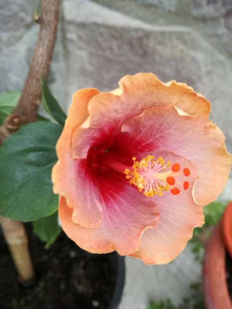  - 2017 Hibiscus Lucy