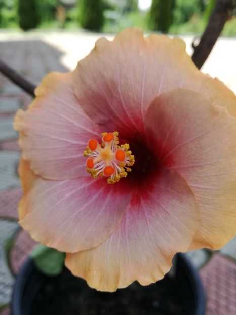  - 2017 Hibiscus Lucy