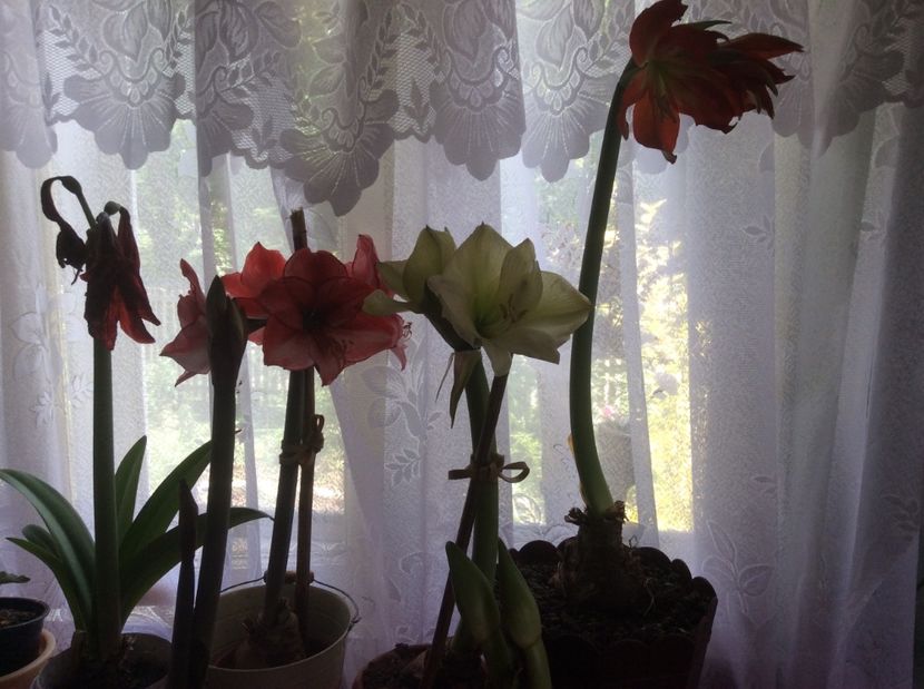  - Crini de ghiveci