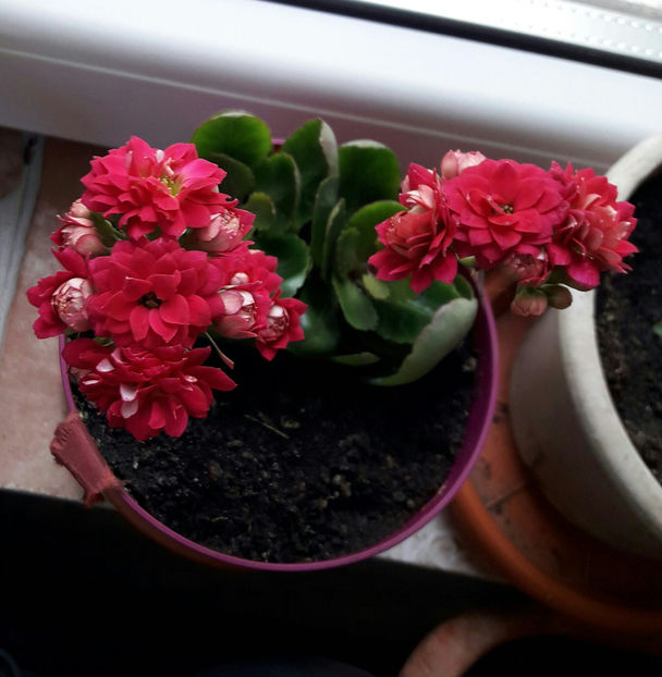 Kalanchoe butasi - Florile mele