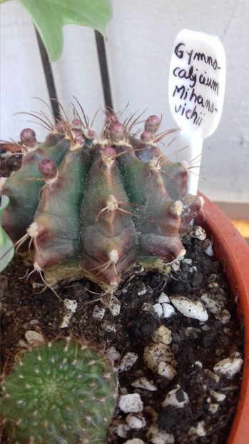  - SPECIA Gymnocalicium Mihanovichii