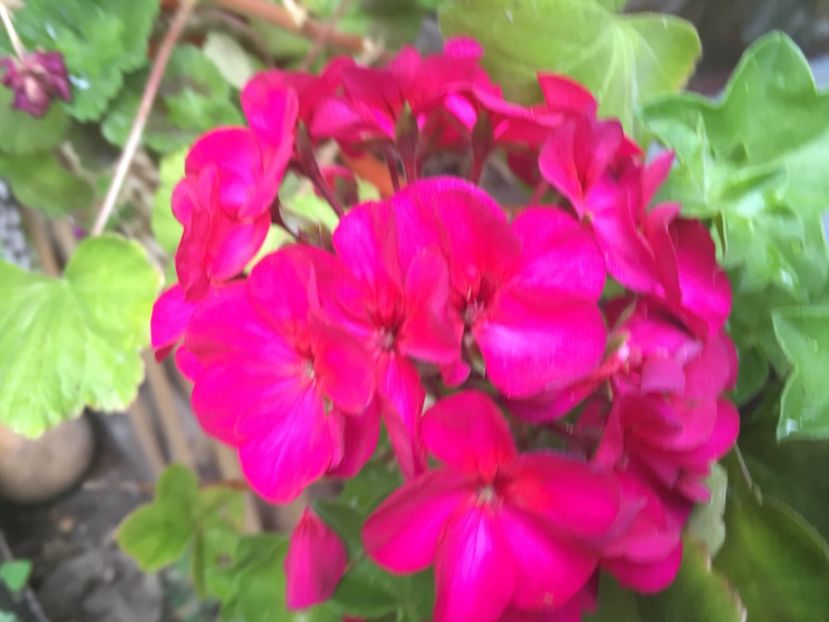  - Florile mamei 2017