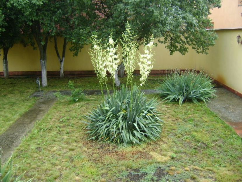 Yucca filamentosa - Primavara 2017 bis