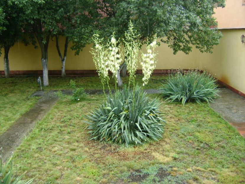 Yucca filamentosa - Primavara 2017 bis