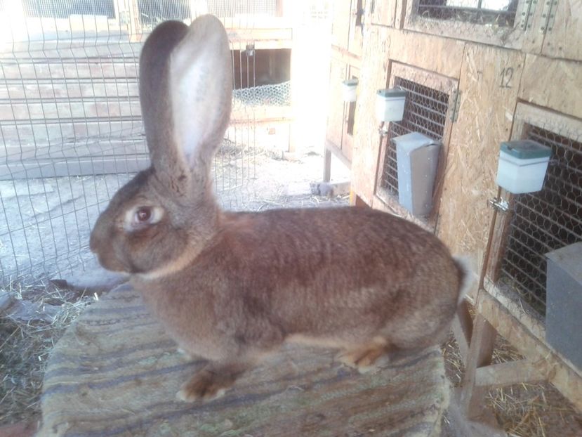 6 luni fara 4 zile - F 20 - productie proprie