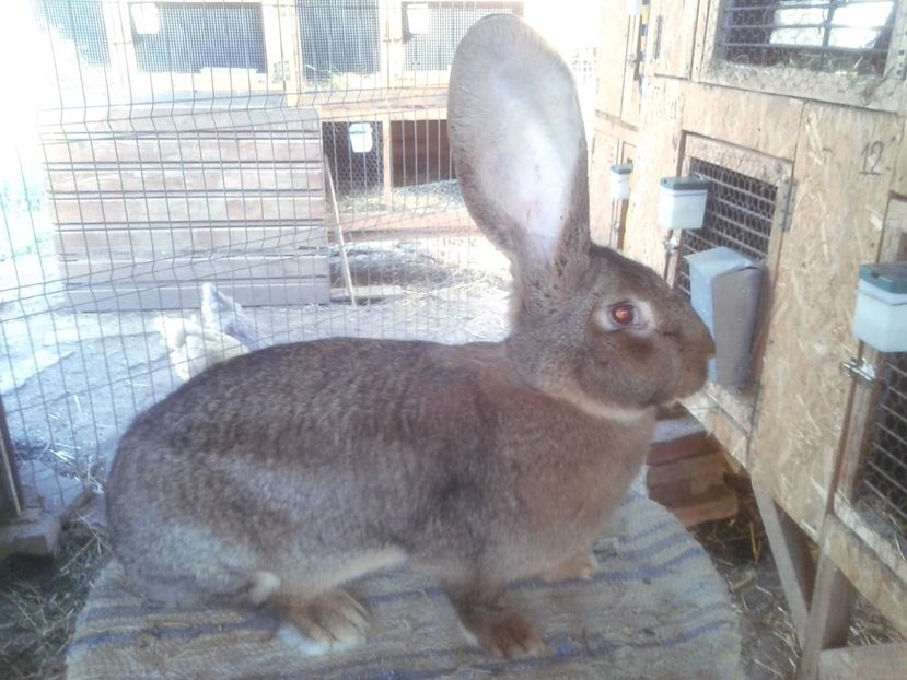 6 luni fara 4 zile - F 20 - productie proprie