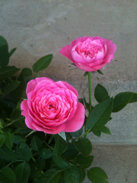 miniroza 3 - Trandafiri