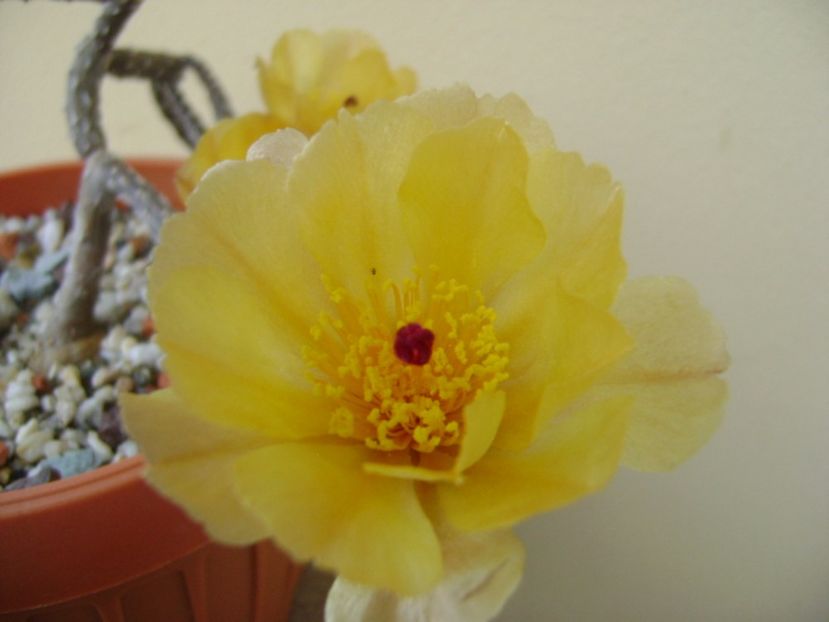 Pterocactus tuberosus - Cactusi 2017 bis