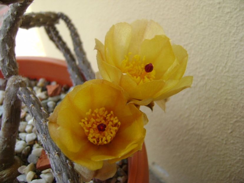 Pterocactus tuberosus - Cactusi 2017 bis