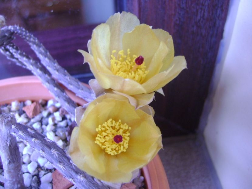 Pterocactus tuberosus - Cactusi 2017 bis