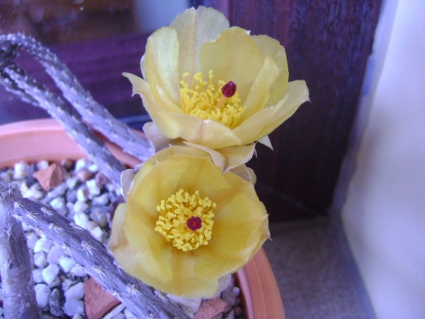 Pterocactus tuberosus - Cactusi 2017 bis