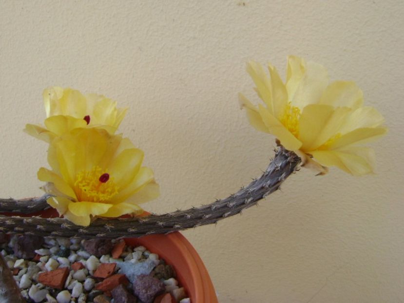 Pterocactus tuberosus - Cactusi 2017 bis