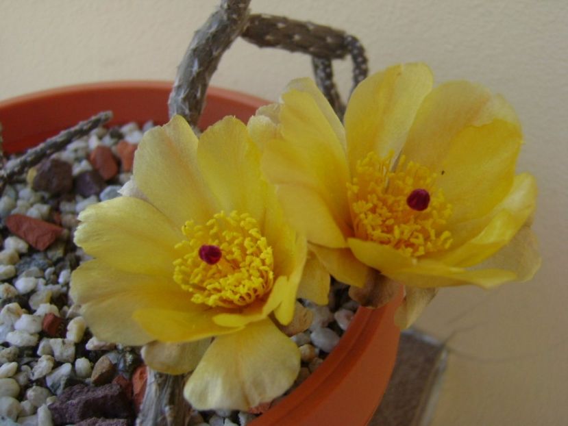 Pterocactus tuberosus - Cactusi 2017 bis