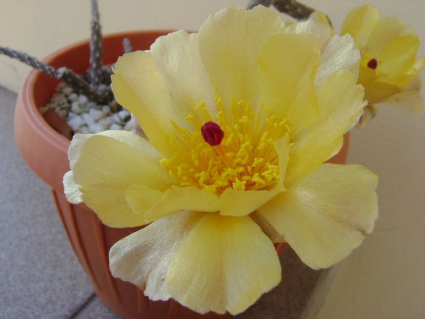 Pterocactus tuberosus - Cactusi 2017 bis