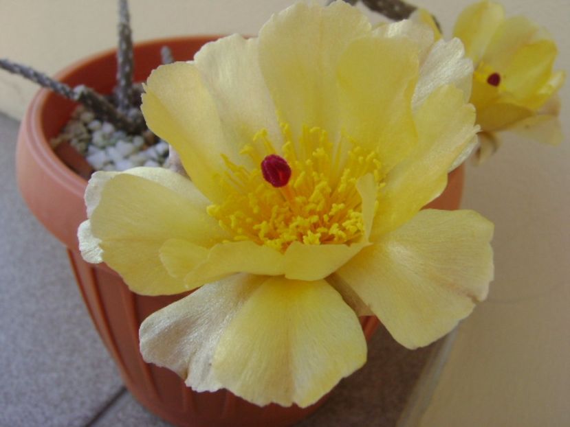 Pterocactus tuberosus - Cactusi 2017 bis