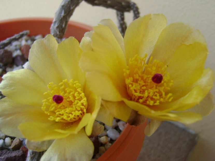 Pterocactus tuberosus - Cactusi 2017 bis
