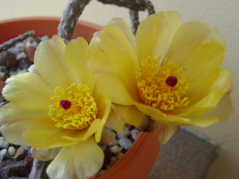 Pterocactus tuberosus - Cactusi 2017 bis