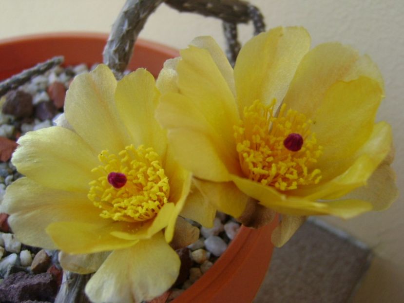 Pterocactus tuberosus - Cactusi 2017 bis
