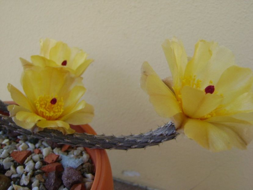 Pterocactus tuberosus - Cactusi 2017 bis