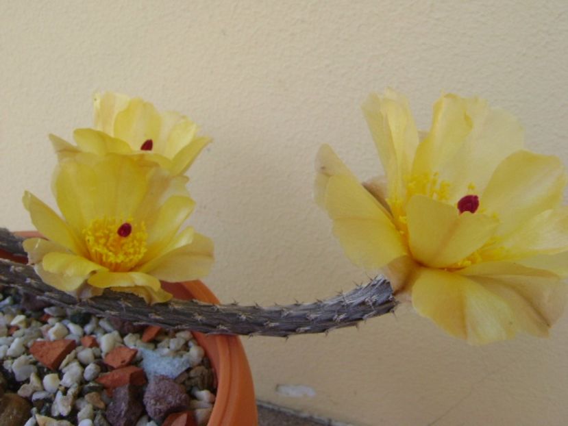 Pterocactus tuberosus - Cactusi 2017 bis