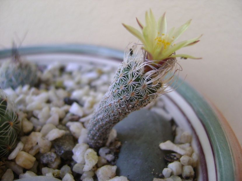 Turbinicarpus krainzianus v. minimus - Cactusi 2017 bis