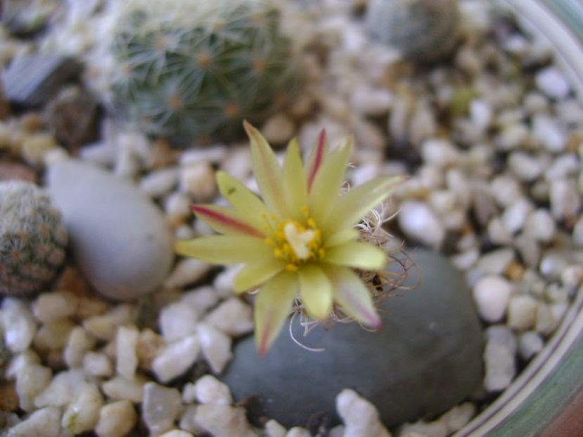 Turbinicarpus krainzianus v. minimus - Cactusi 2017 bis