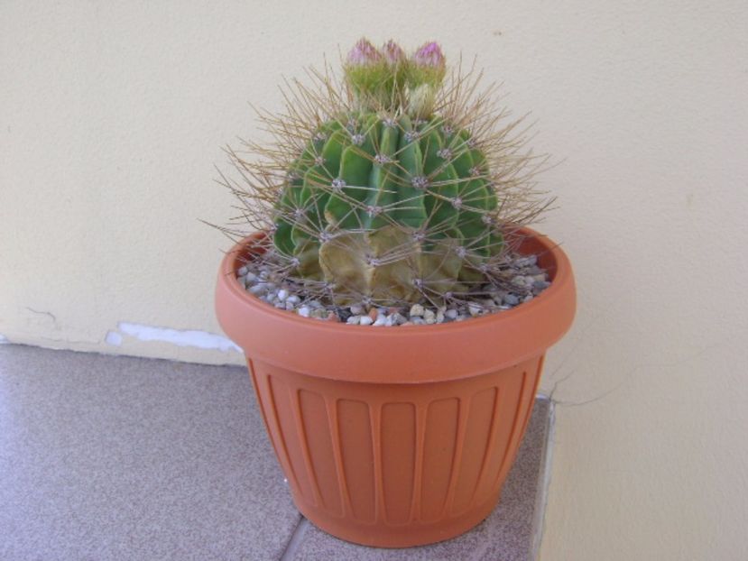 Acanthocalycium spiniflorum f. violaceum - Cactusi 2017 bis