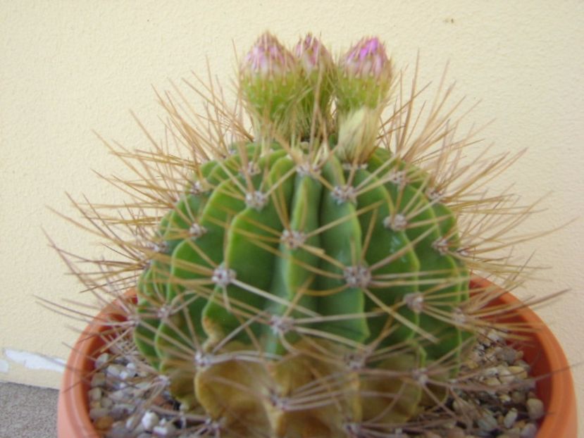 Acanthocalycium spiniflorum f. violaceum - Cactusi 2017 bis