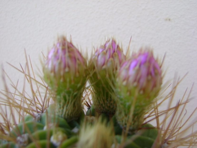 Acanthocalycium spiniflorum f. violaceum - Cactusi 2017 bis