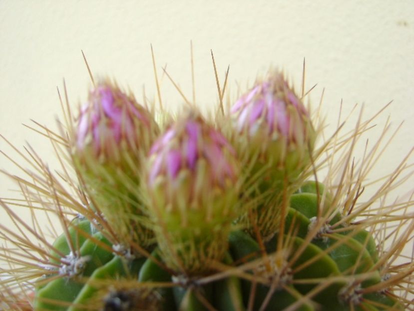 Acanthocalycium spiniflorum f. violaceum - Cactusi 2017 bis