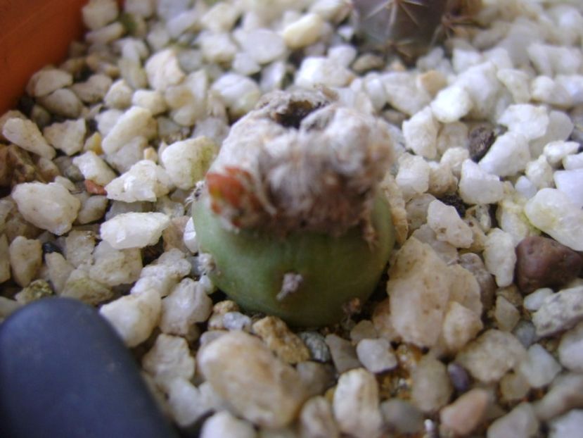 Mammillaria theresae albiflora (altoita pe opuntia) - Cactusi 2017 bis