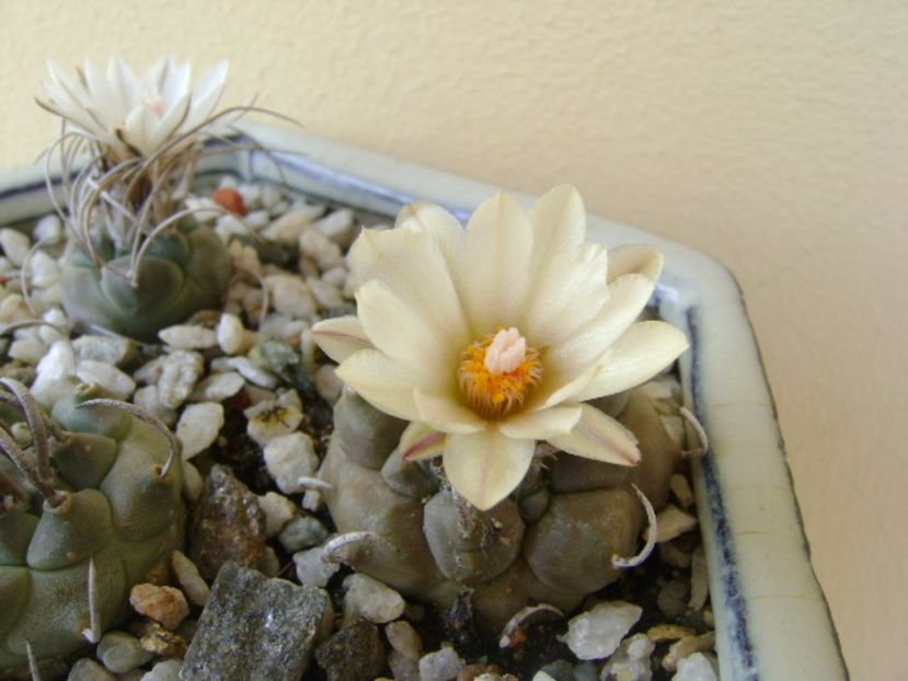 Turbinicarpus macrochele v. screvispinum - Cactusi 2017 bis