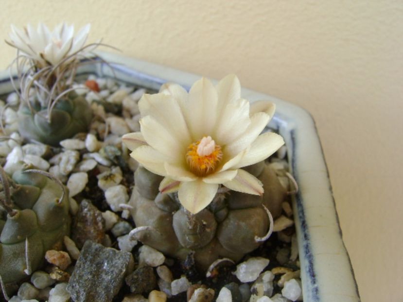 Turbinicarpus macrochele v. screvispinum - Cactusi 2017 bis