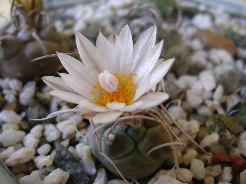 Turbinicarpus macrochele v. kupcakii - Cactusi 2017 bis