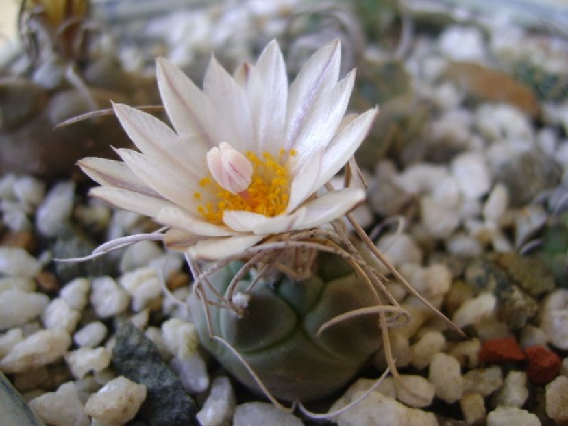 Turbinicarpus macrochele v. kupcakii - Cactusi 2017 bis