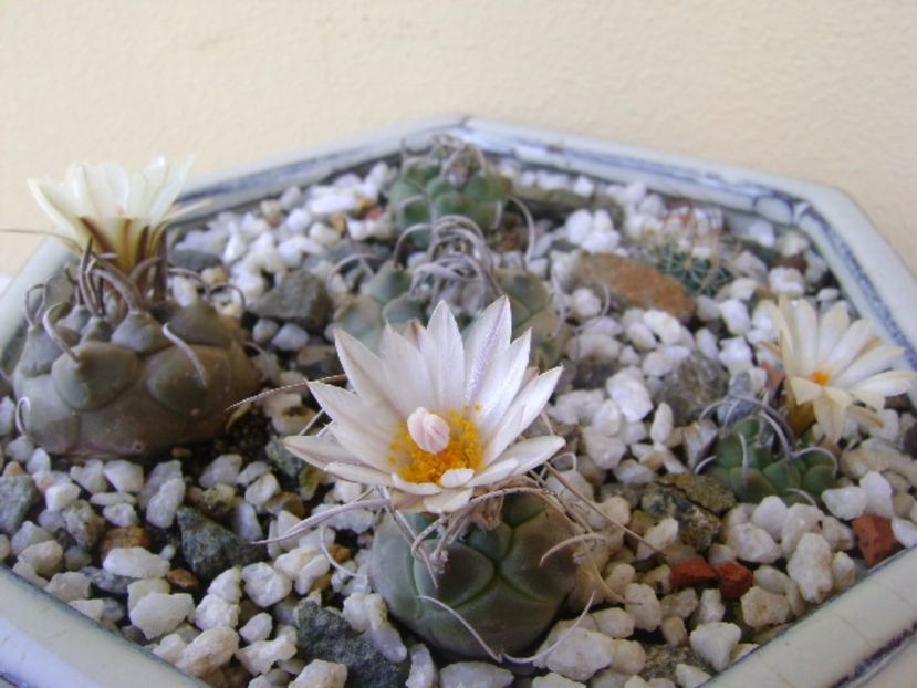 Turbinicarpus macrochele v. kupcakii - Cactusi 2017 bis