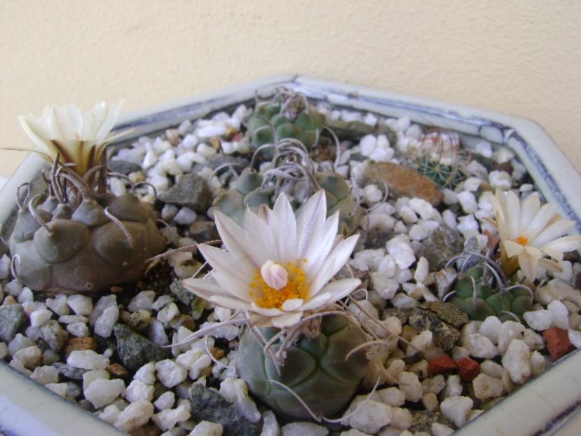 Turbinicarpus macrochele v. kupcakii - Cactusi 2017 bis