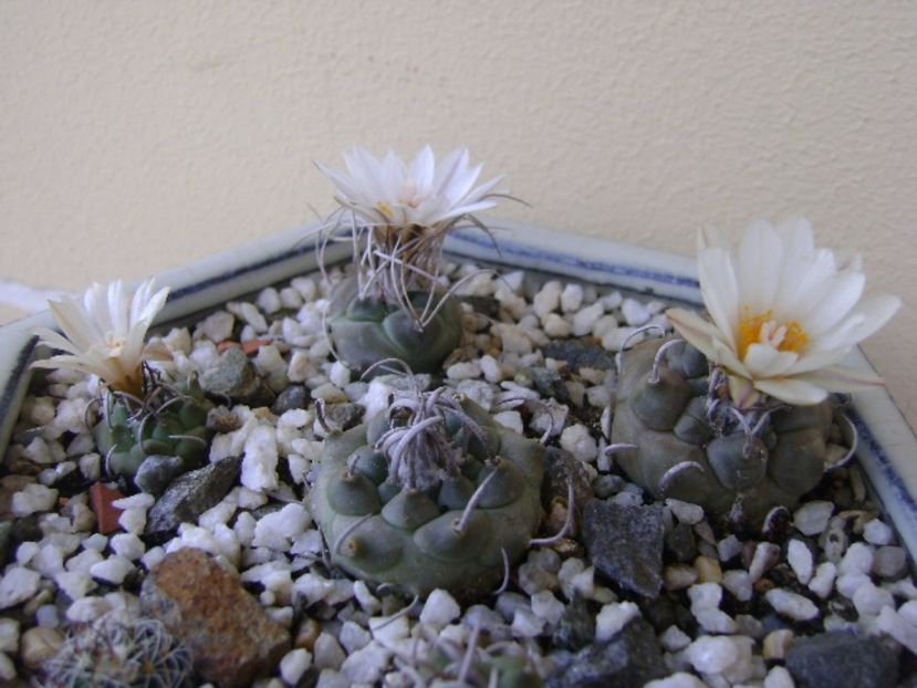 Turbinicarpus macrochele v. kupcakii - Cactusi 2017 bis