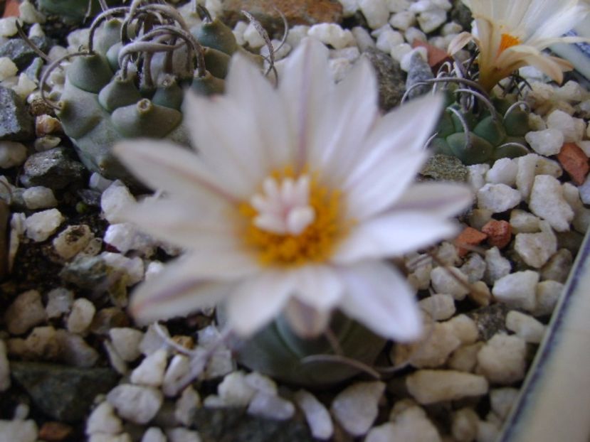 Turbinicarpus macrochele v. kupcakii - Cactusi 2017 bis