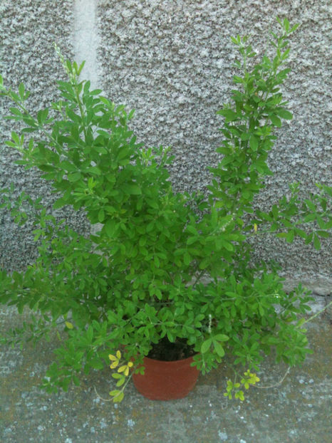 Cytisus x. spachianus (= Cytisus x racemosus = Cytisus canariensis) - Cytisus scoparius