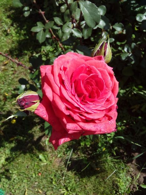  - TRANDAFIRI 2017_2018