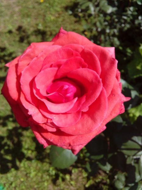  - TRANDAFIRI 2017_2018