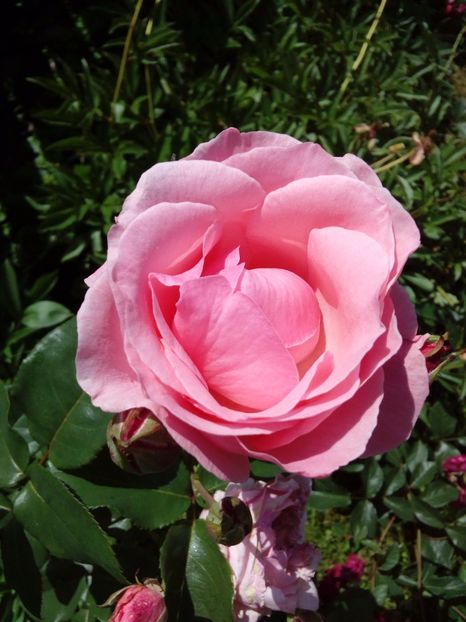  - TRANDAFIRI 2017_2018